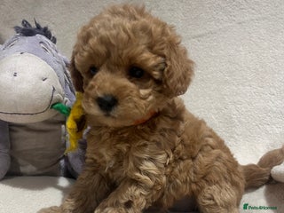 Maltipoo dogs Gorgeous Malshipoo - Advert 11