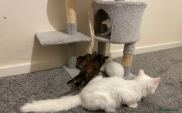 Turkish Angora cats for sale: Stunning Turkish Angora Kittens – Ready Now! 🐾 - Image 12