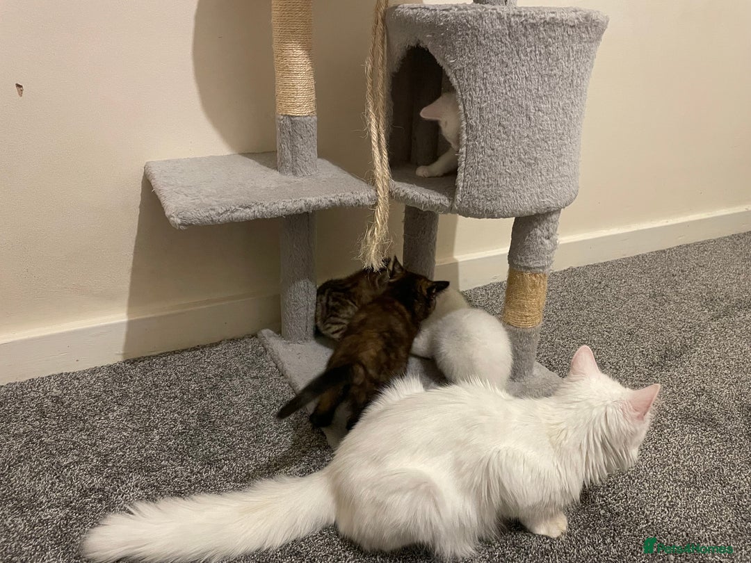 Turkish Angora cats for sale: Stunning Turkish Angora Kittens – Ready Now! 🐾 - Image 12
