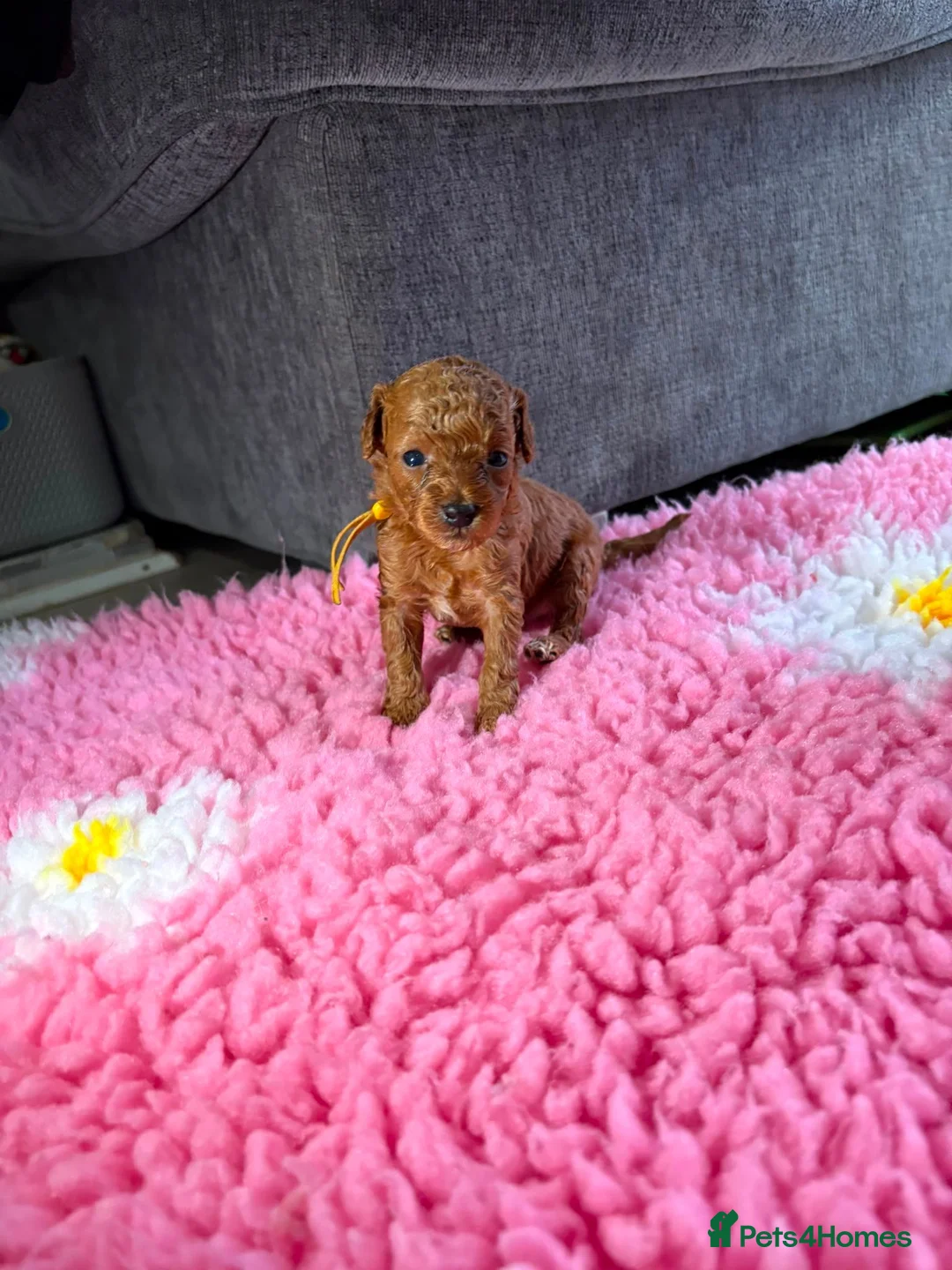 Cavapoo dogs for sale: F1BB Toy Cavapoo in Peterborough - Advert 2
