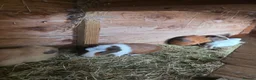 Guinea Pig rodents for sale: Male Guinea pigs - Advert 8
