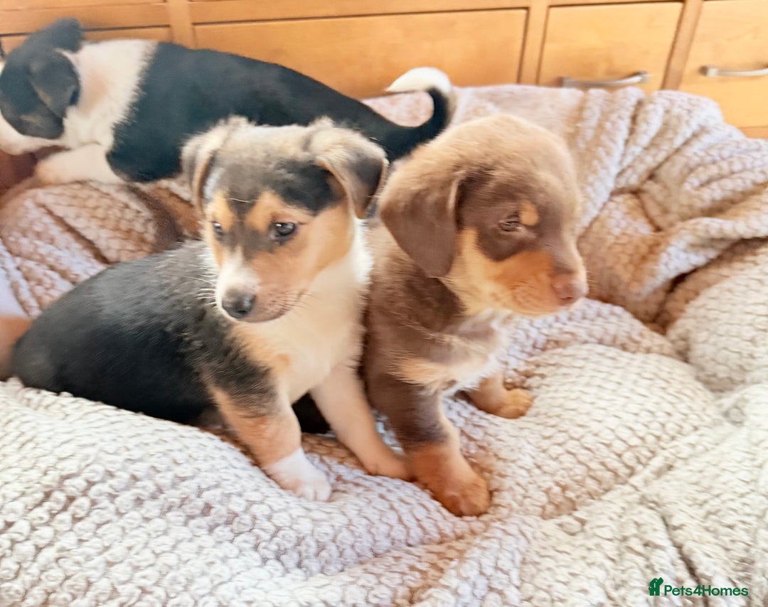 Mixed Breed dogs for sale: Cheeky trio looking for forever homes  - Advert 15