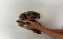 Cocker Spaniel dogs for sale: STUNNING COCKER SPANIEL PUPPIES  - Image 14