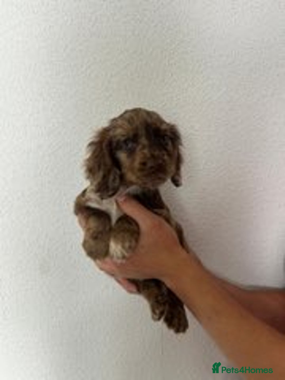Cocker Spaniel dogs for sale: STUNNING COCKER SPANIEL PUPPIES  - Image 14