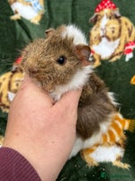 Guinea Pig rodents - Advert 1