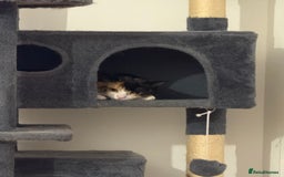 Domestic Shorthair cats for sale: 2 year old spayed female cat + accessories - Image 7