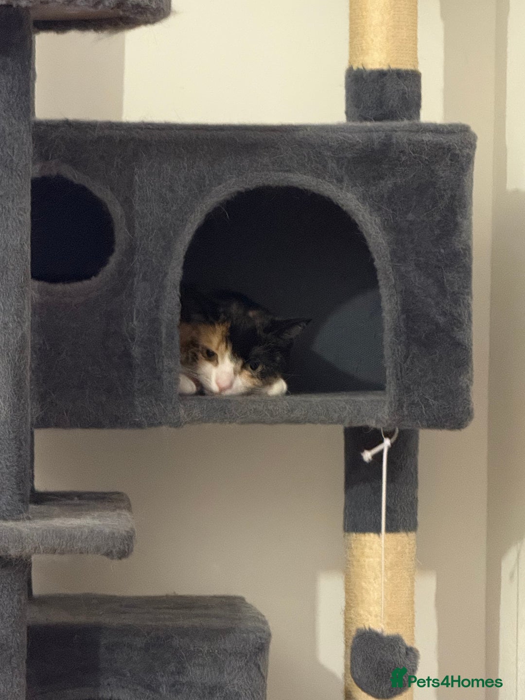 Domestic Shorthair cats for sale: 2 year old spayed female cat + accessories - Image 7
