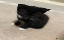 Mixed Breed cats for sale: 3 beautiful black and white kittens  - Image 9