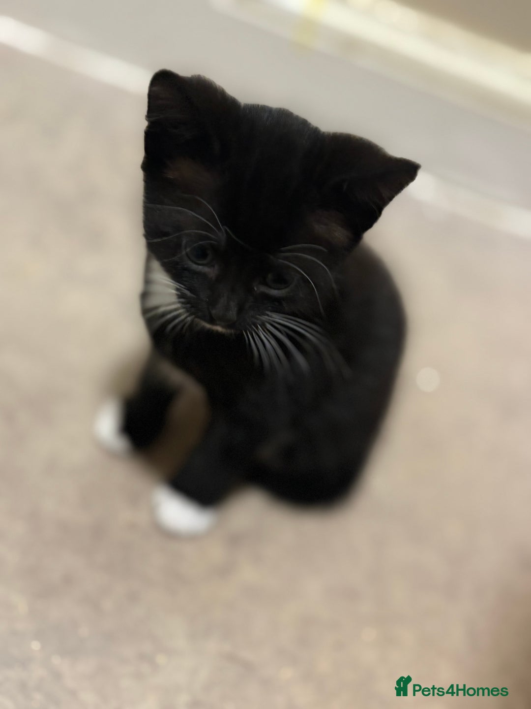 Mixed Breed cats for sale: 3 beautiful black and white kittens  - Image 9