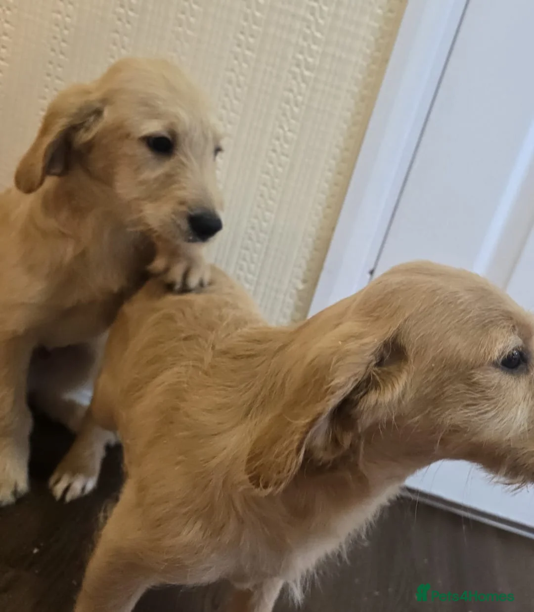 Goldendoodle dogs for sale: Goldendoodle puppys in Chichester - Advert 9