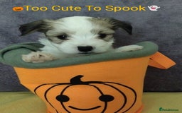 Morkie dogs for sale: Beautiful Morkie Puppies - Image 7