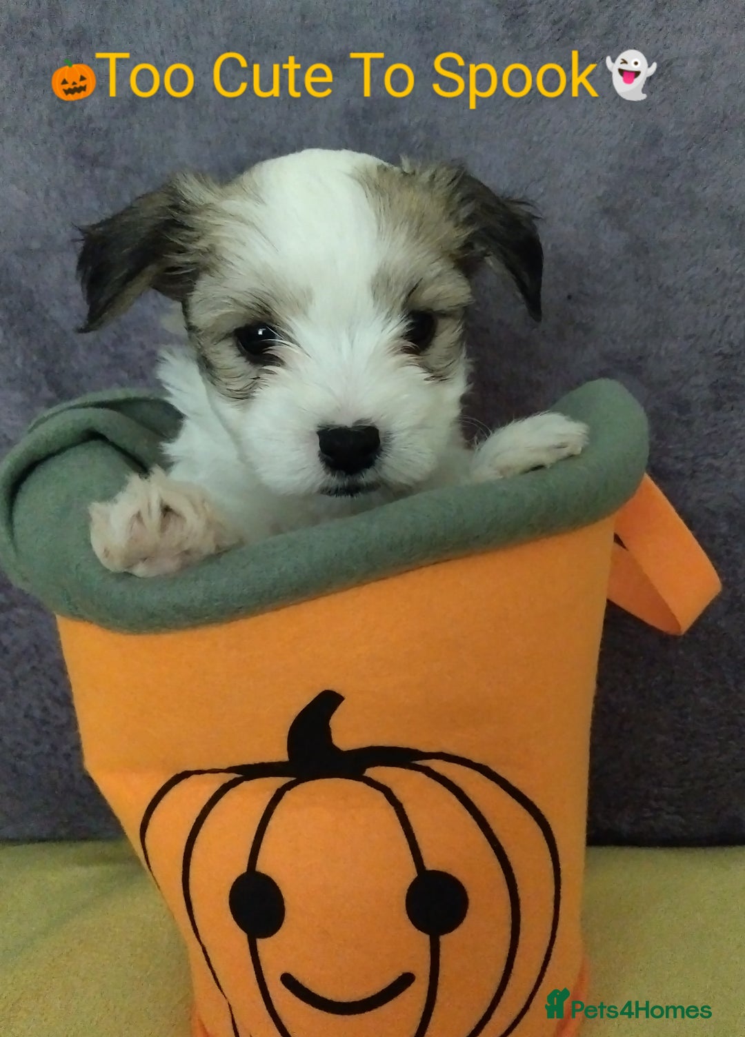 Morkie dogs for sale: Beautiful Morkie Puppies - Image 7