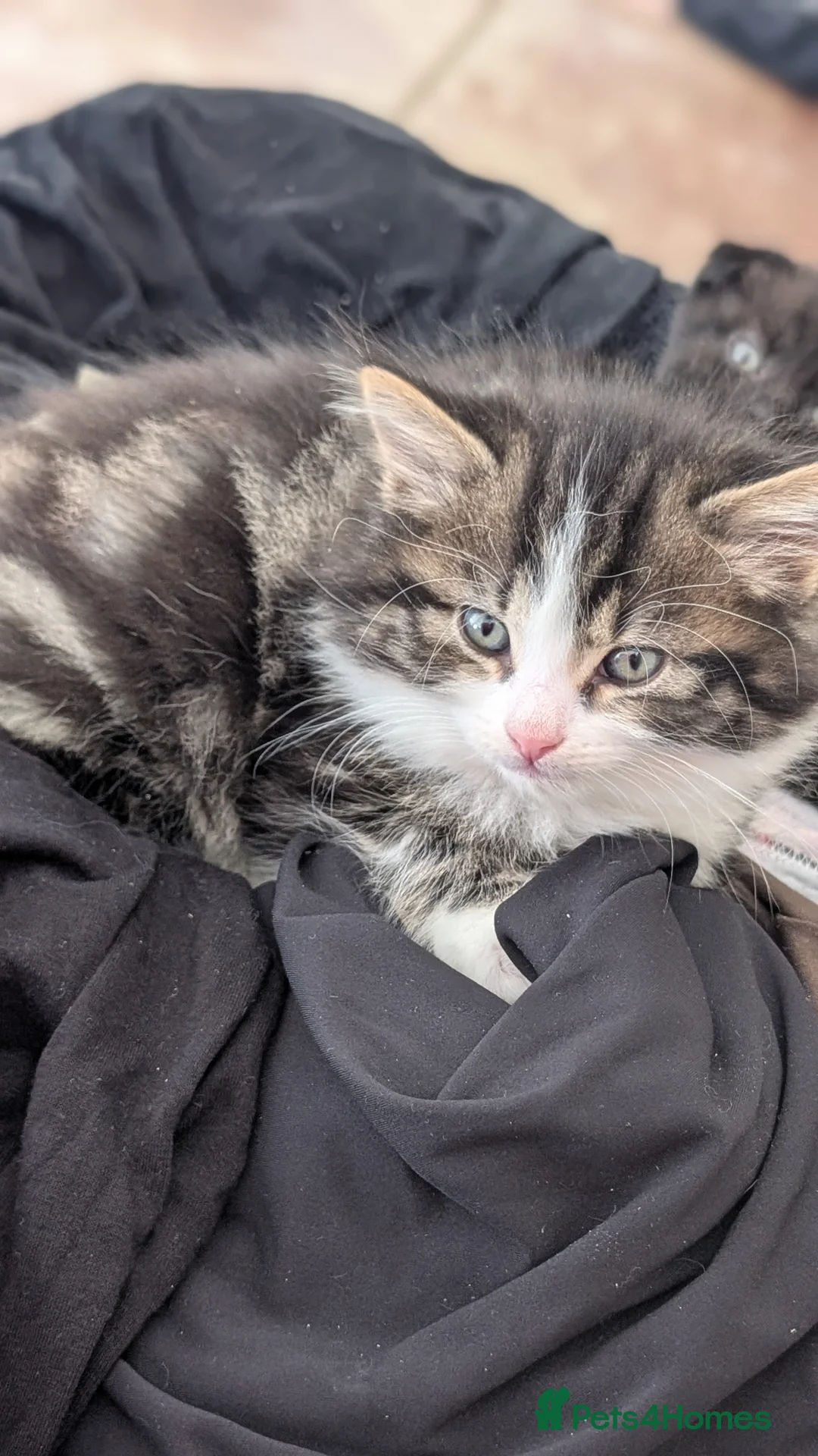 Scottish Fold cats for sale: 2 handsome kittens for Sale  - Advert 2