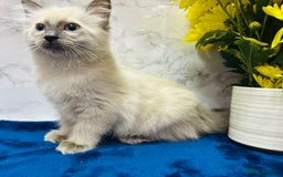 Ragdoll cats for sale: TICA Registered Magnificent Ragdoll kittens  - Image 13