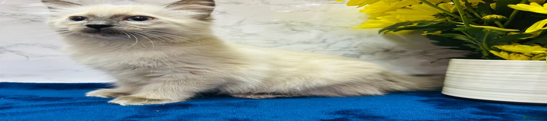 Ragdoll Kitten 6