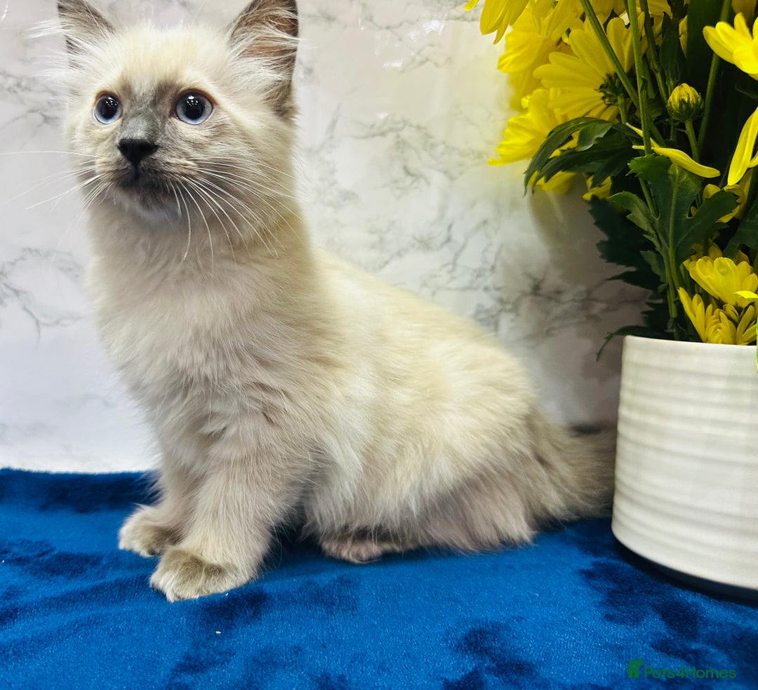 Ragdoll cats for sale: TICA Registered Magnificent Ragdoll kittens  - Image 13