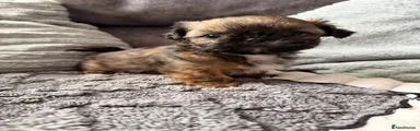 Shih Tzu Puppy 4