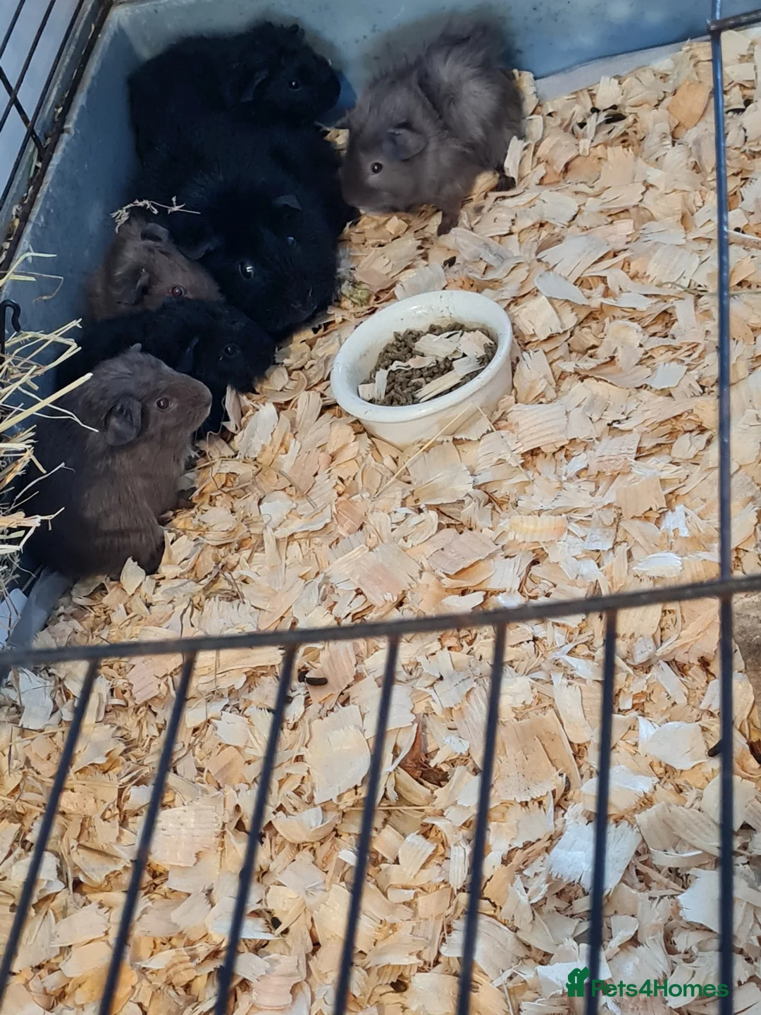 Guinea Pig rodents for sale: Baby guinea pigs - Advert 19