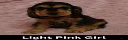 Cocker Spaniel dogs for sale: Quality, Show Type, Cocker Spaniel Puppies - Advert 10