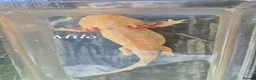 Axolotl reptiles for sale: Adult axolotls needing new waters - Advert 4