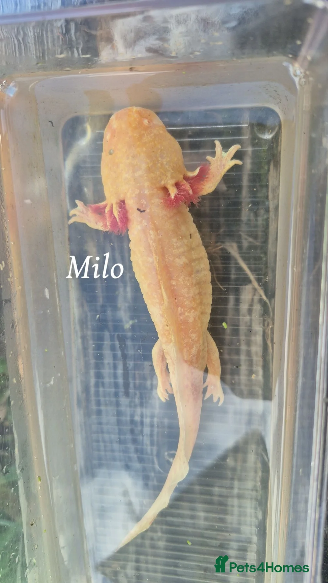 Axolotl reptiles for sale: Adult axolotls needing new waters - Advert 4