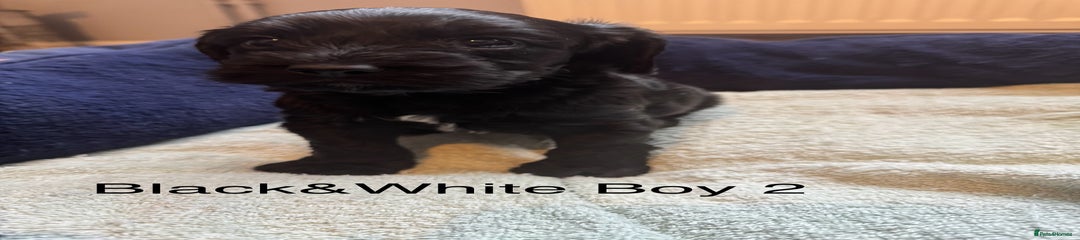 Cockapoo boy 2