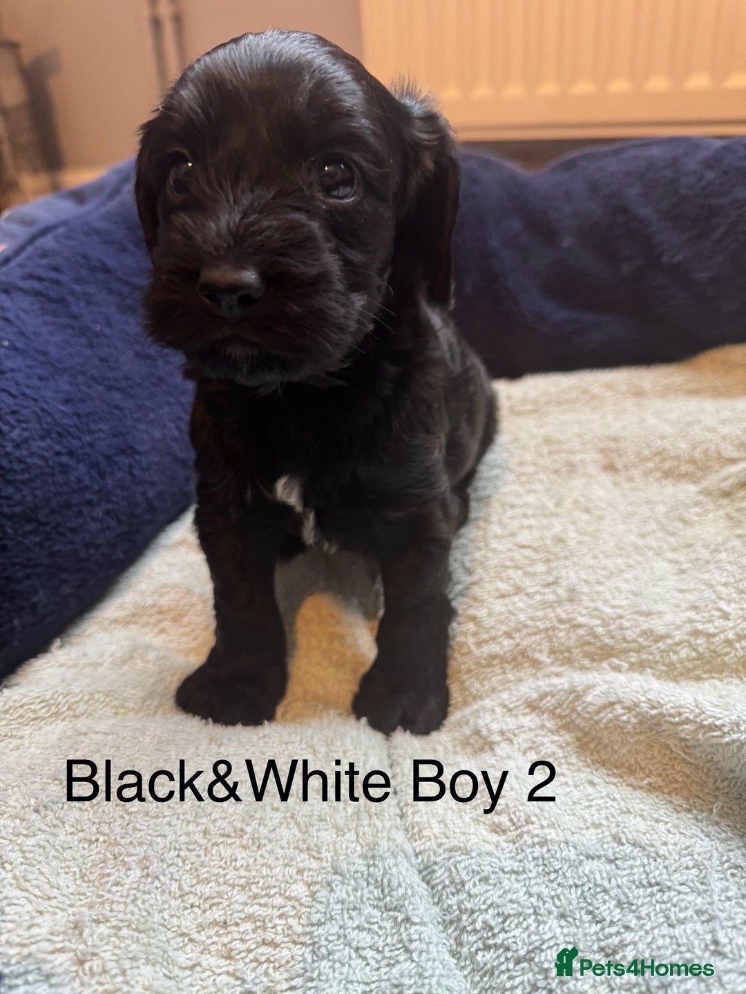 Cockapoo dogs for sale: Cockapoo puppies - Image 9
