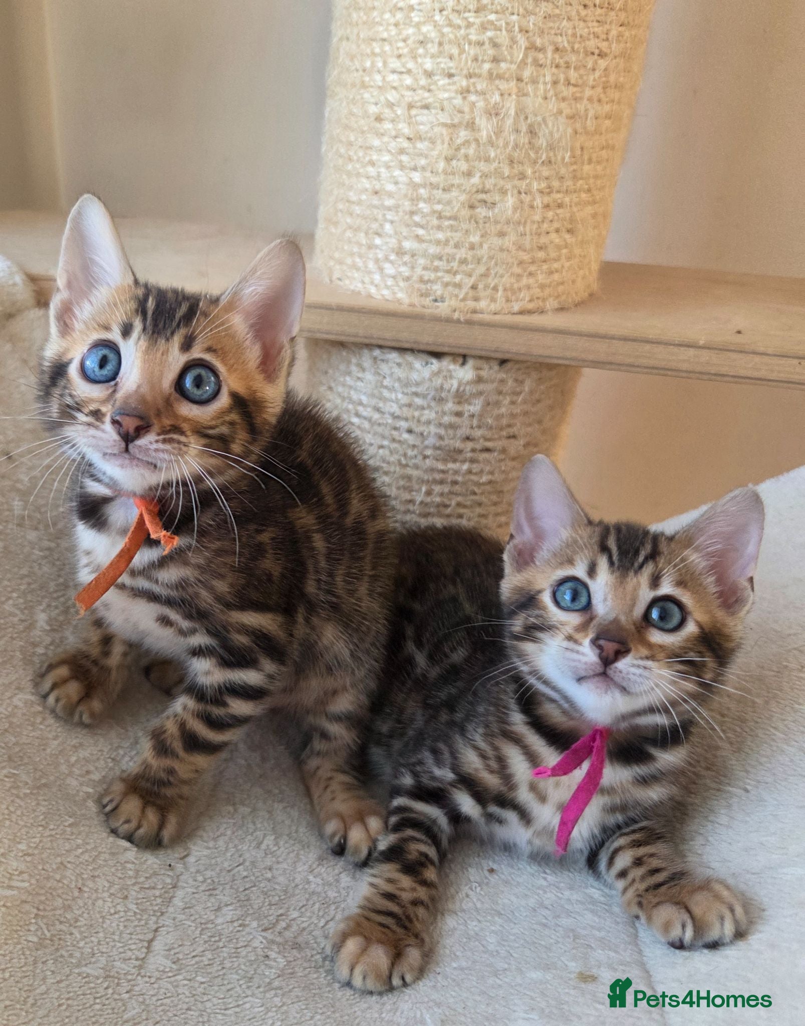 Bengal cats ⚜️Bengal kittens Tica registered ⚜️ - Advert 13