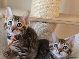 Bengal cats ⚜️Bengal kittens Tica registered ⚜️ - Advert 13