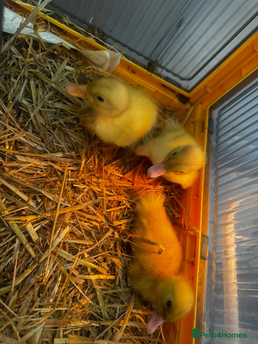Mixed Breed birds for sale: Muscovy and cherry valley ducks  - Advert 1