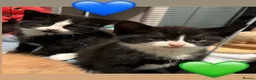 European cats for sale: Kittens  - Advert 16