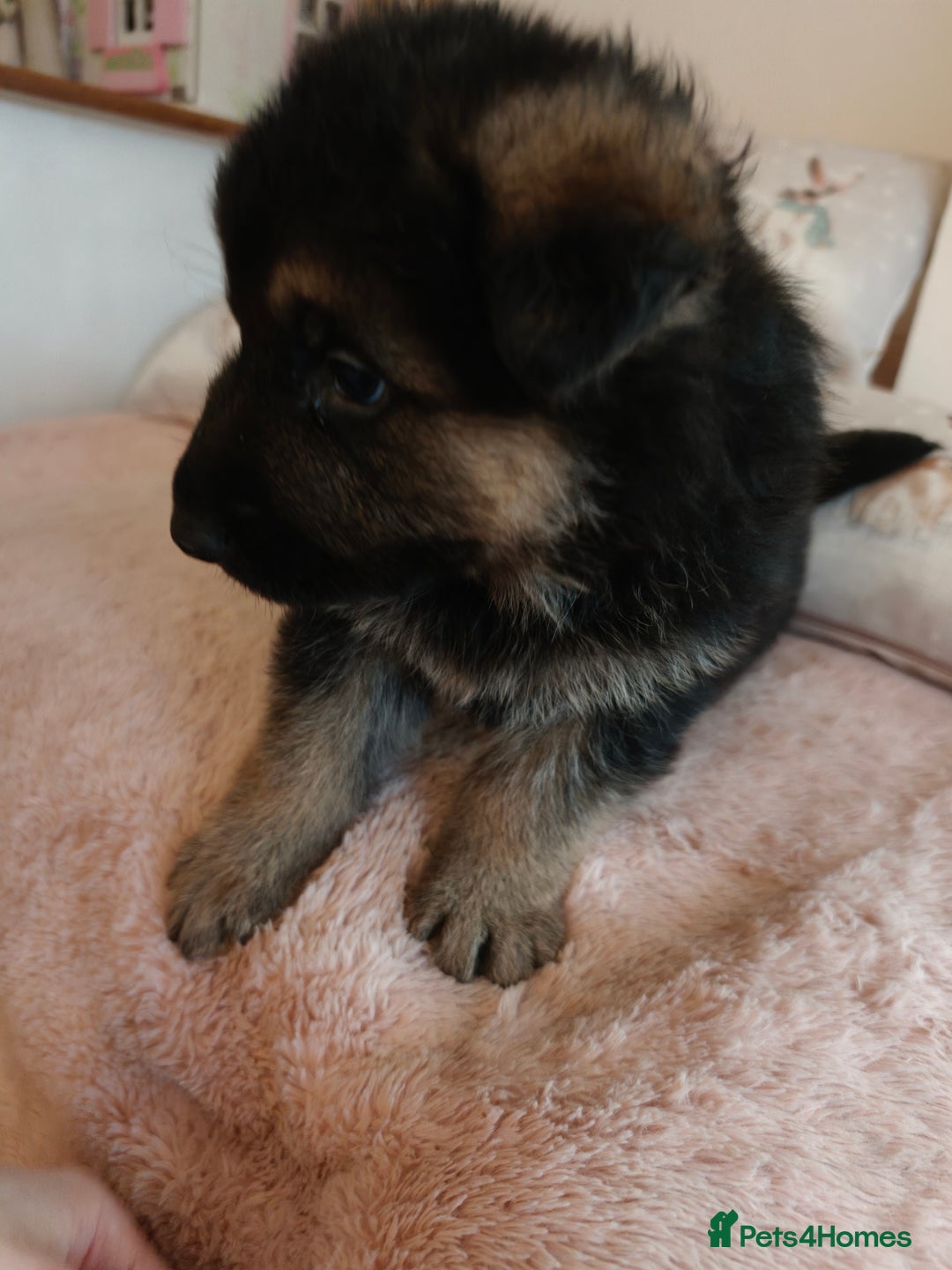 German Shepherd dogs for sale: German Shepherd Puppies - Advert 7