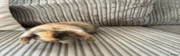 Mini Lop rabbits for sale: Mini lop babies - Advert 5