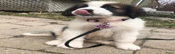 Saint Bernard dogs for sale: Little Nap-Time Buddies with Big Hearts in Huddersfield - Advert 12