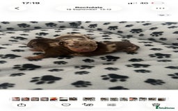 Dachshund dogs for sale: daschshund - Image 1