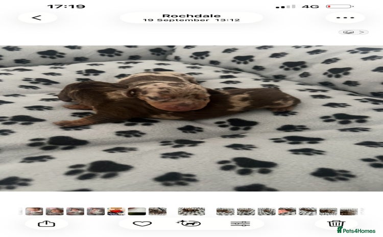 Dachshund dogs - Advert 1