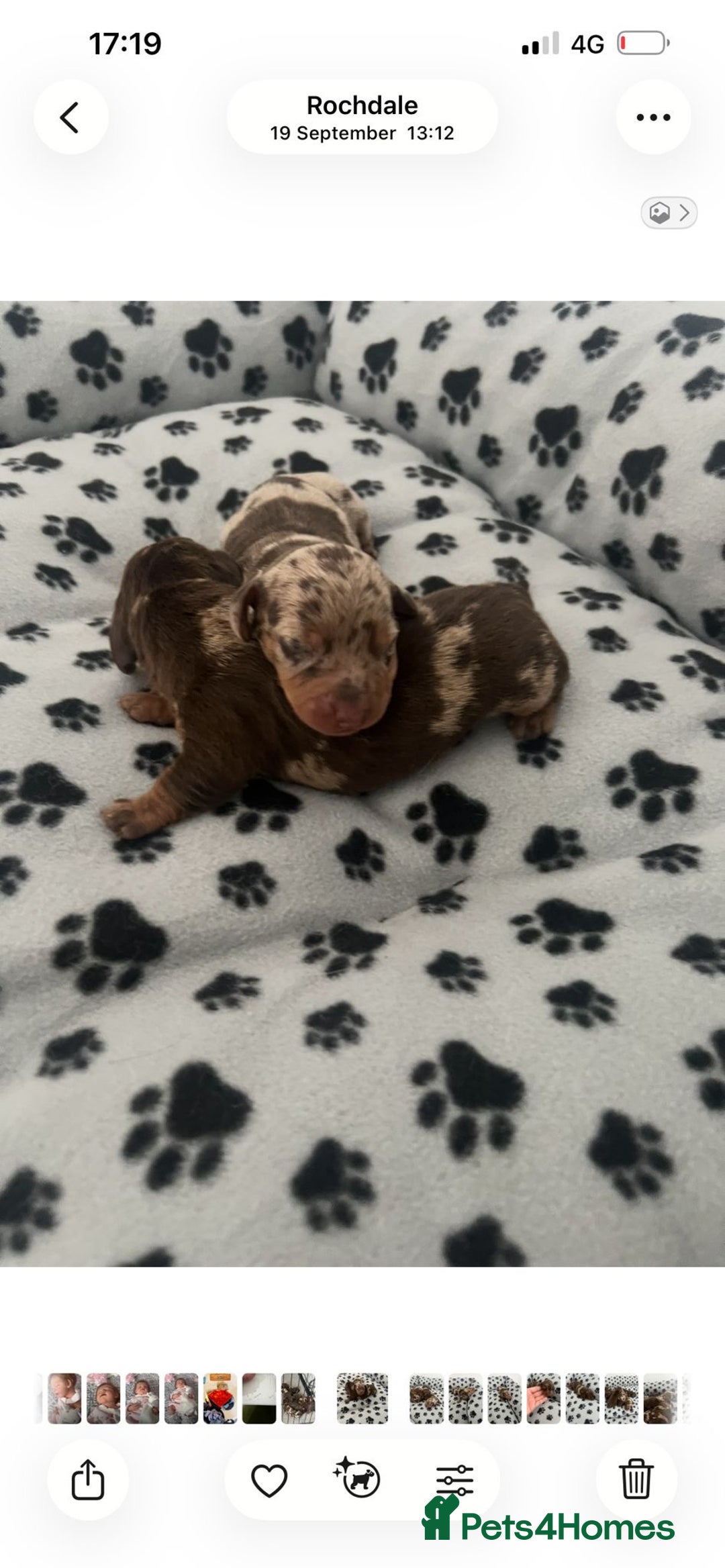Dachshund dogs for sale: daschshund - Image 1
