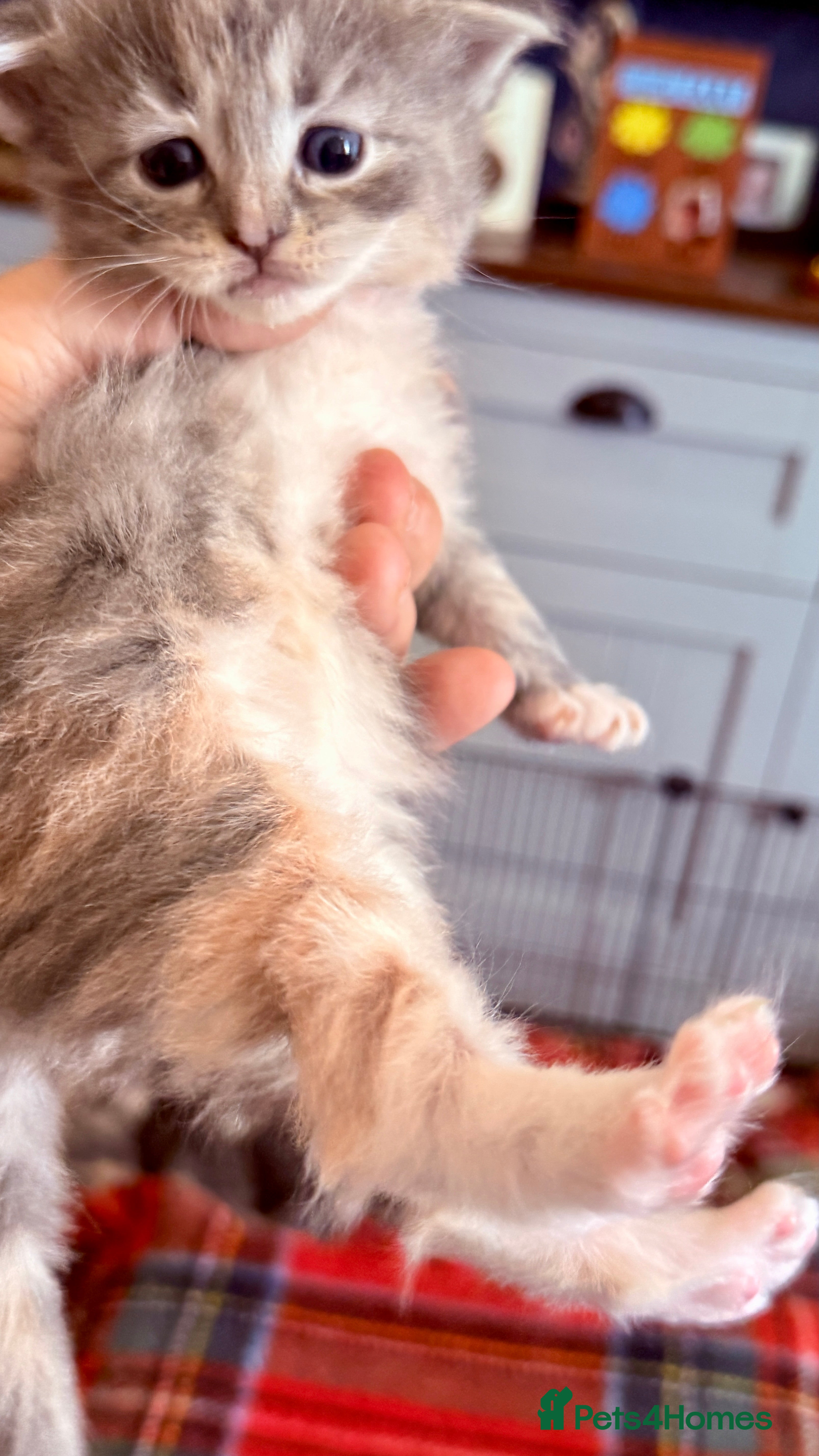 Ragcoon cats for sale: Gorgeous, fluffy litter of 6 RagCoon Kittens - Advert 8