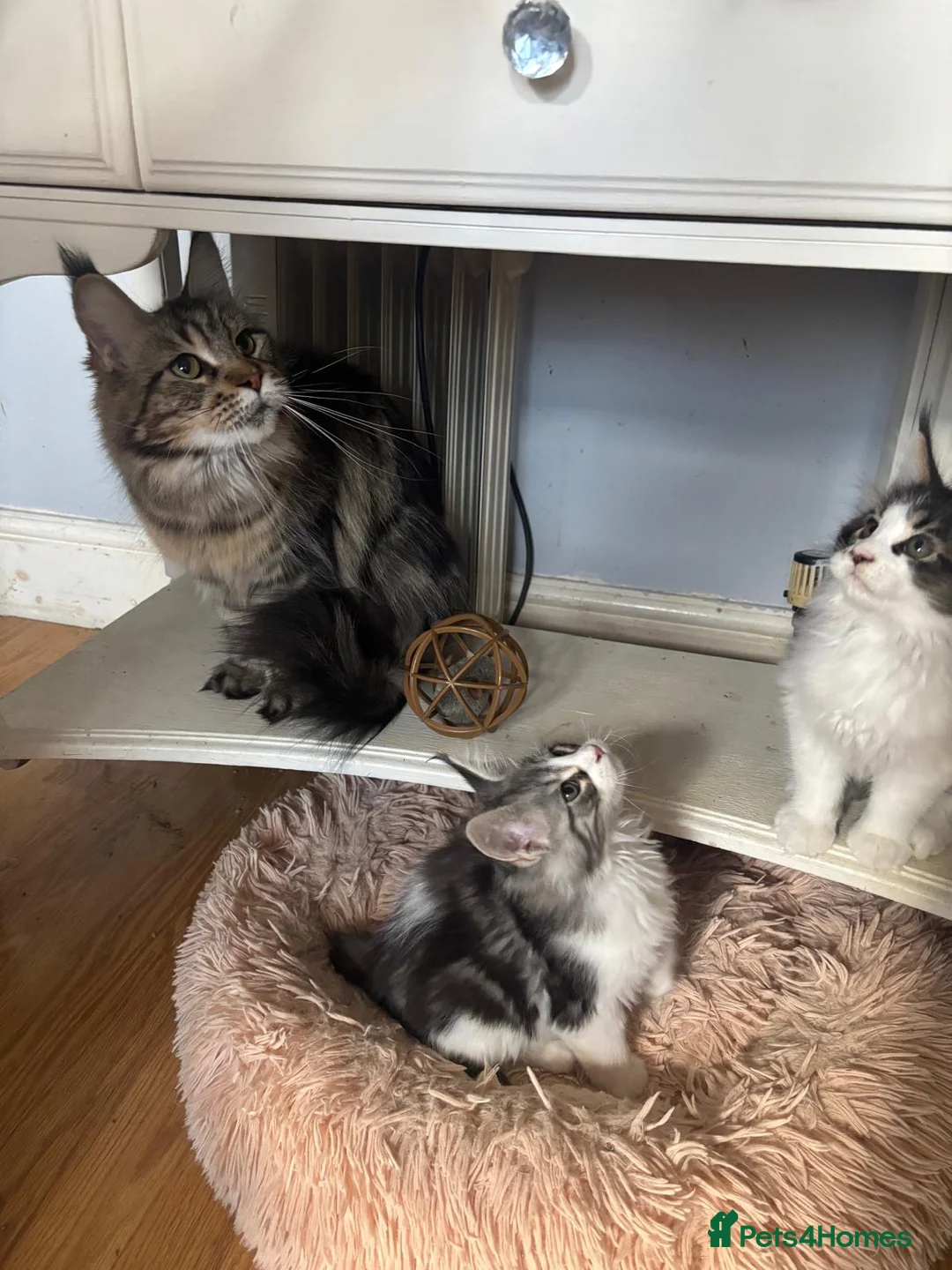 Maine Coon cats for sale: Maine coon kittens  - Advert 1
