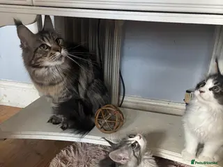 Maine Coon cats Maine coon kittens - Advert 1