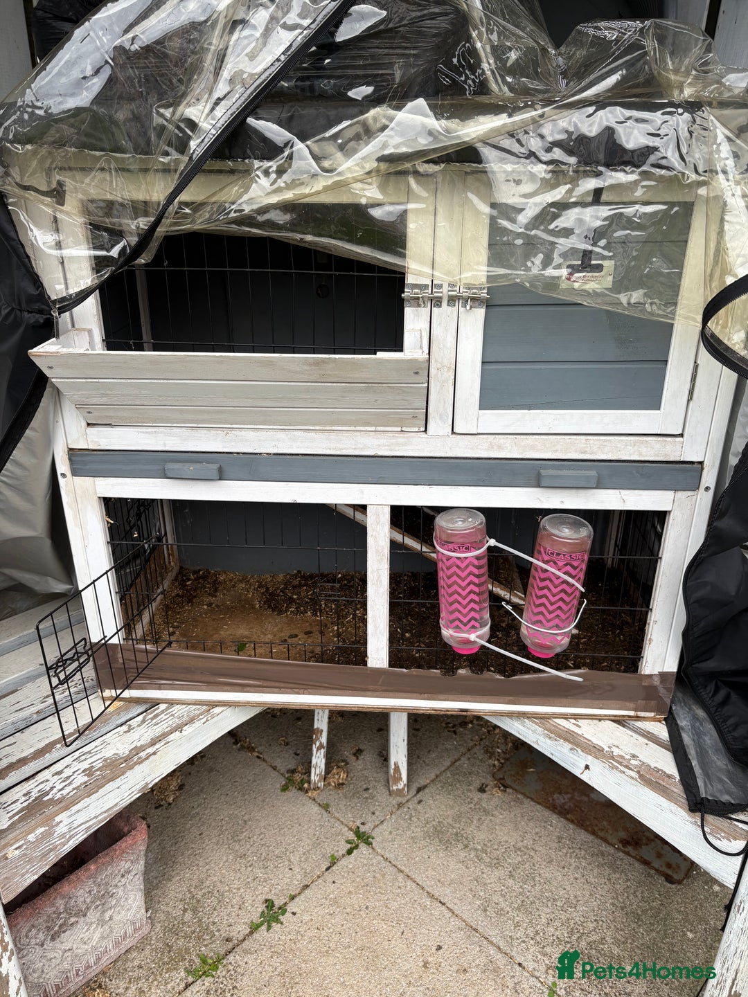 Guinea Pig rodents for sale: 2 male guinea pigs & House  - Image 10