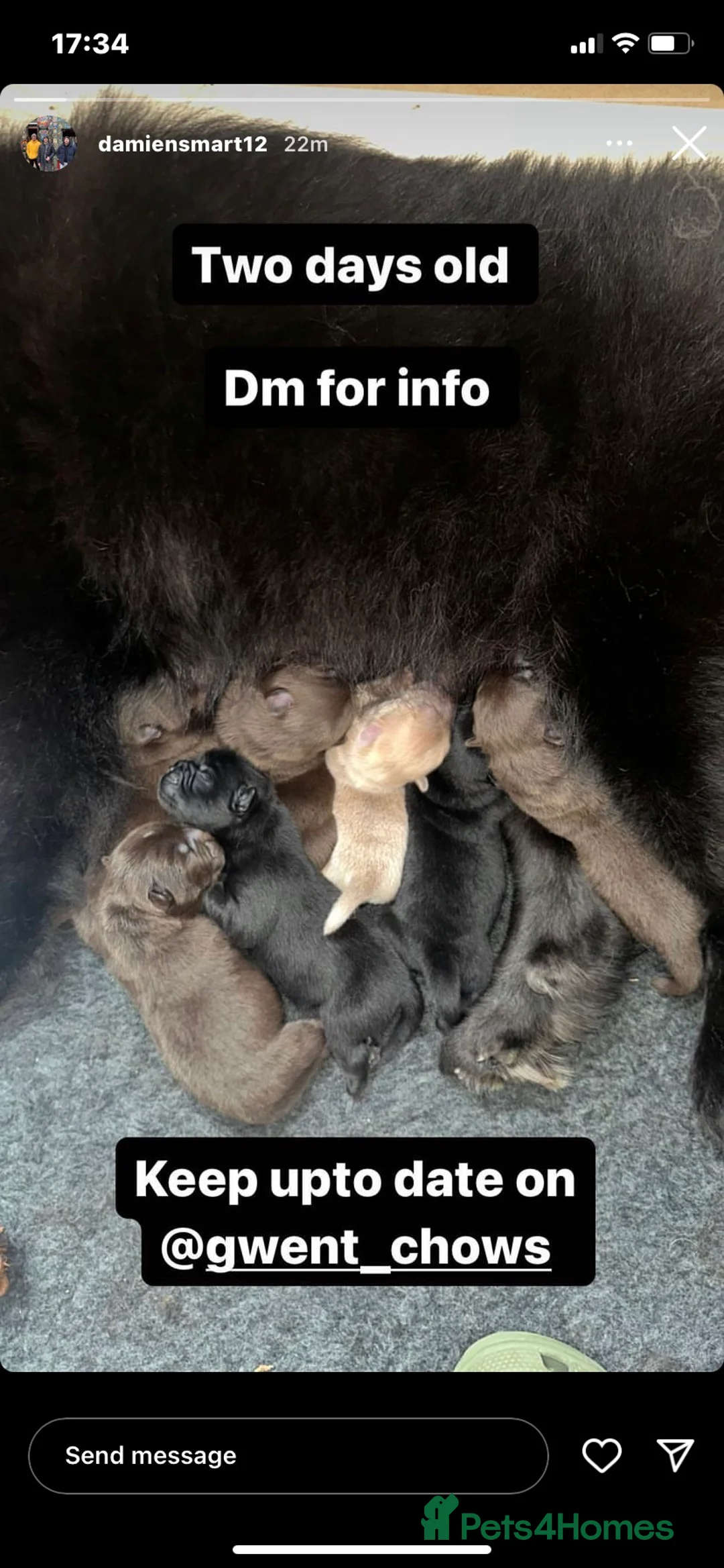 Chow Chow dogs for stud: HERSHEY the famous chocolate carrying blue. in Cheltenham - Advert 36