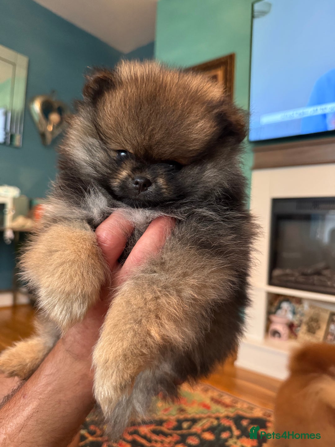 Pomeranian dogs for sale: Xs teddy face Pomeranian  - Image 19
