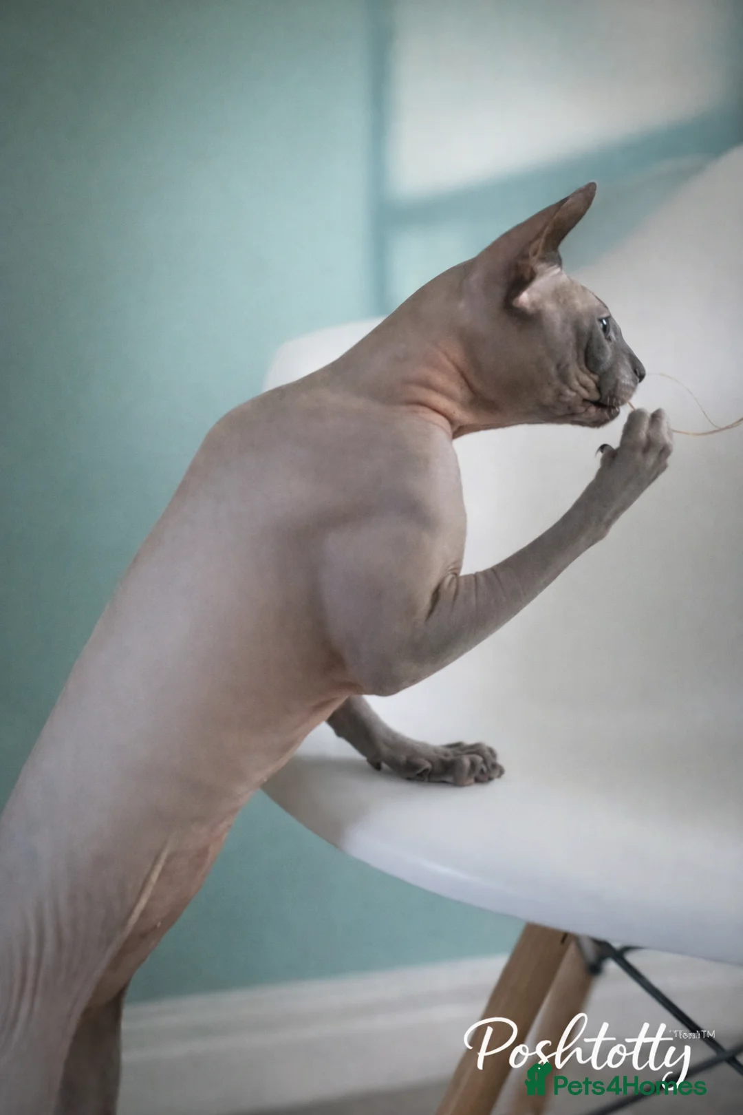 Sphynx cats for stud: TICA Active - European Champion Bloodlines - Advert 2