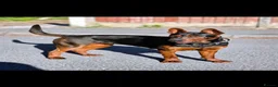 Chinese Red Dog dogs for sale: Stunning Chinese Red Dog Puppies. in Manchester - Advert 1