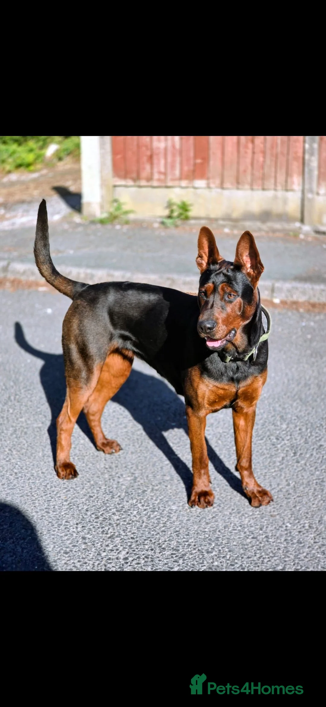Chinese Red Dog dogs for sale: Stunning Chinese Red Dog Puppies. in Manchester - Advert 1