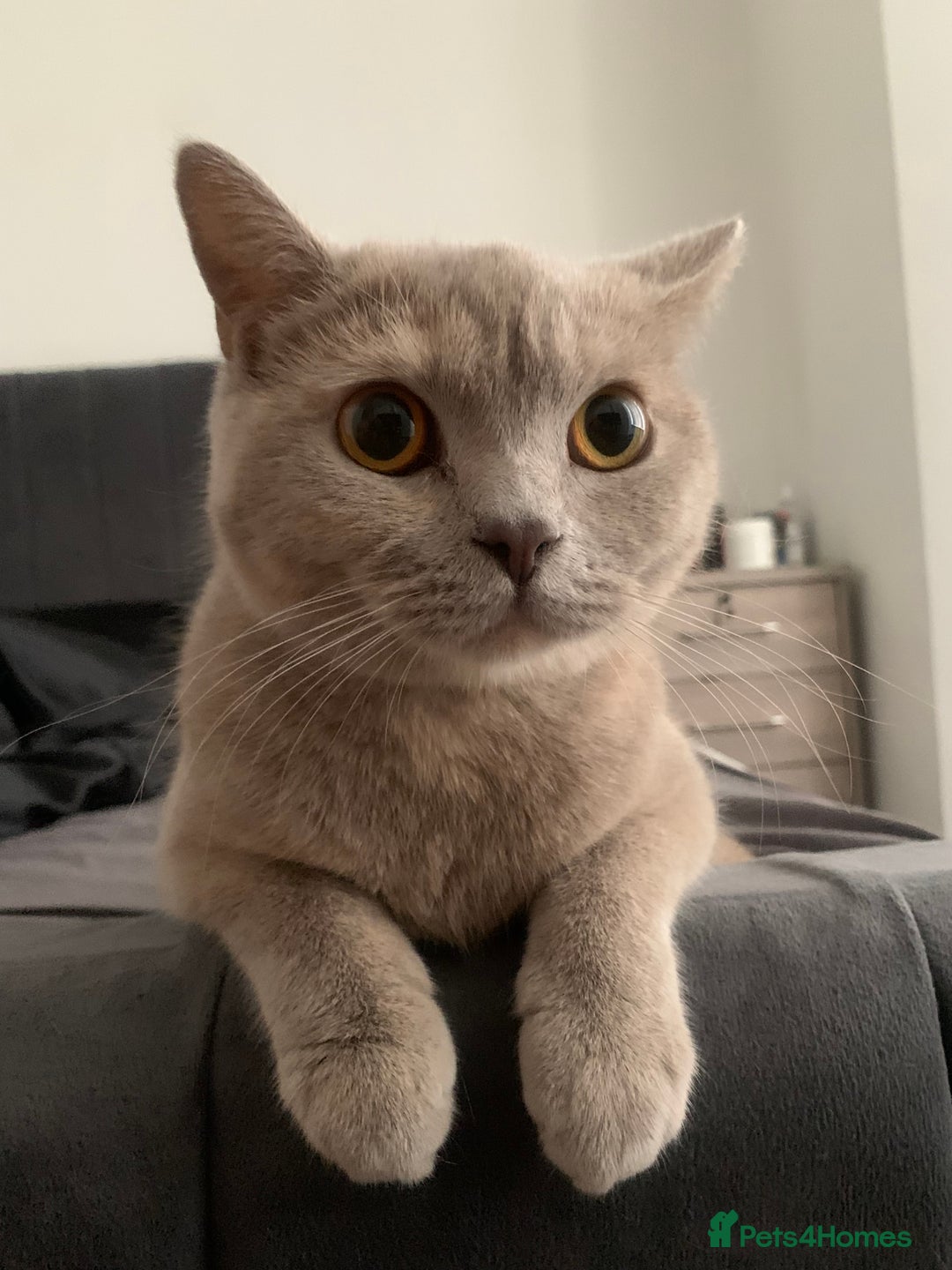 British Shorthair cats for sale: British shorthair kitten  - Advert 3