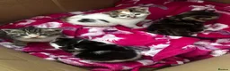 Domestic Shorthair cats for sale: 4 Adorable Kittens – Ready to Reserve - Advert 2