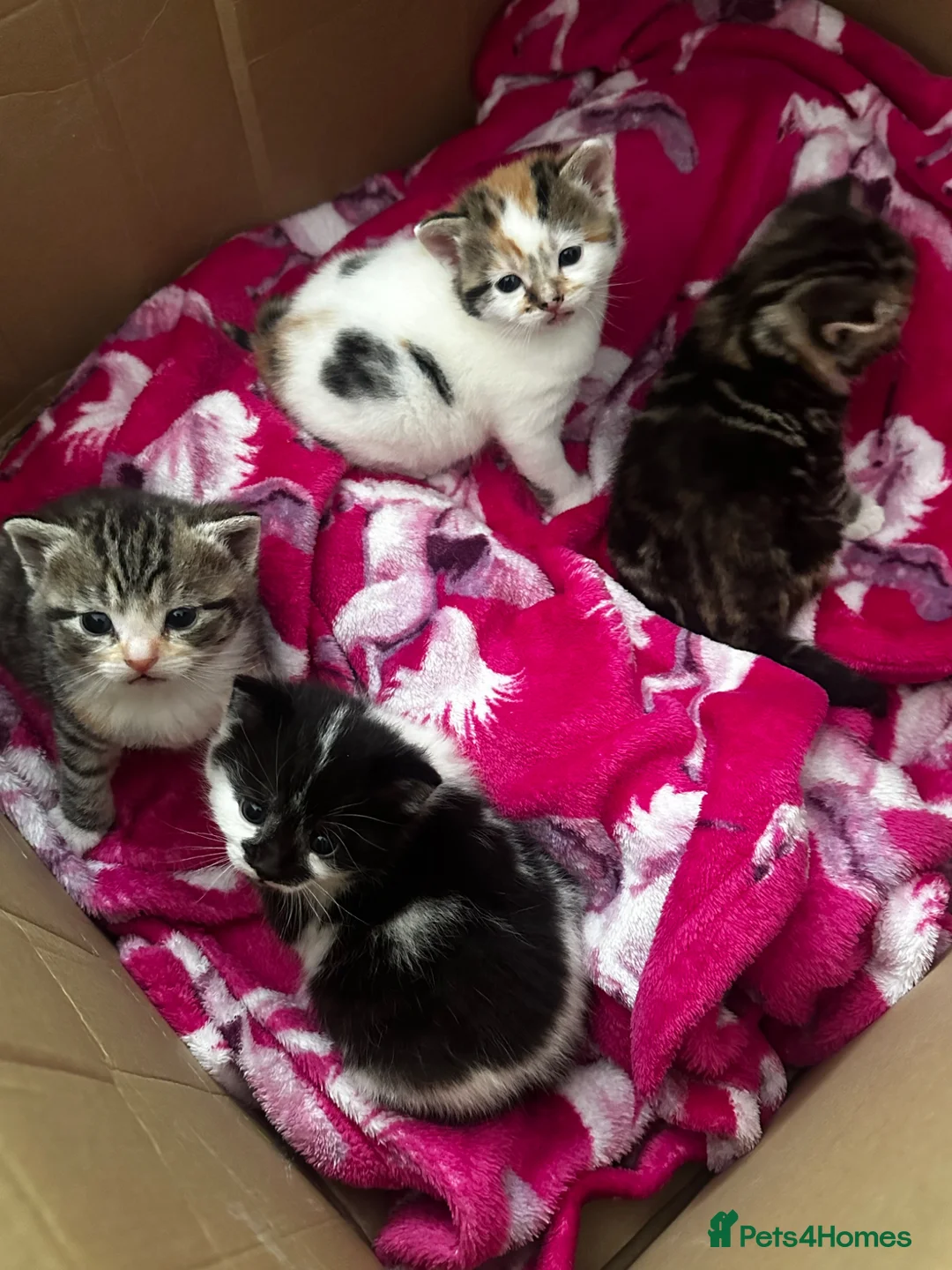 Domestic Shorthair cats for sale: 4 Adorable Kittens – Ready to Reserve - Advert 2