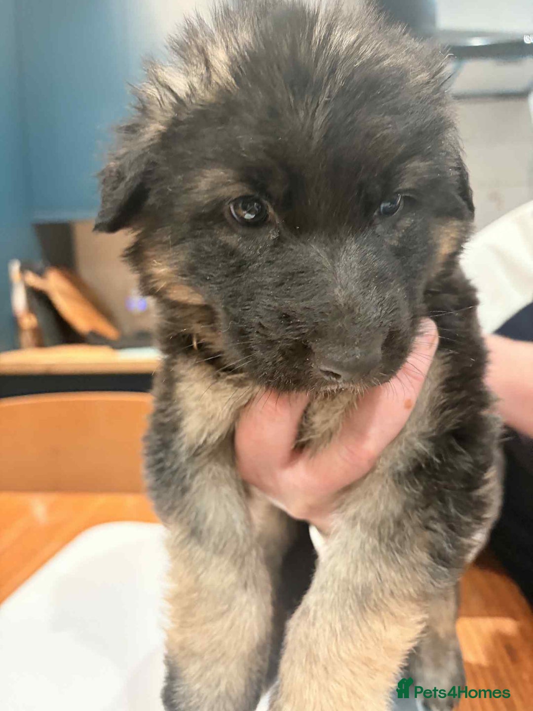 German Shepherd dogs for sale: KC Reg German Shepard's - Advert 5